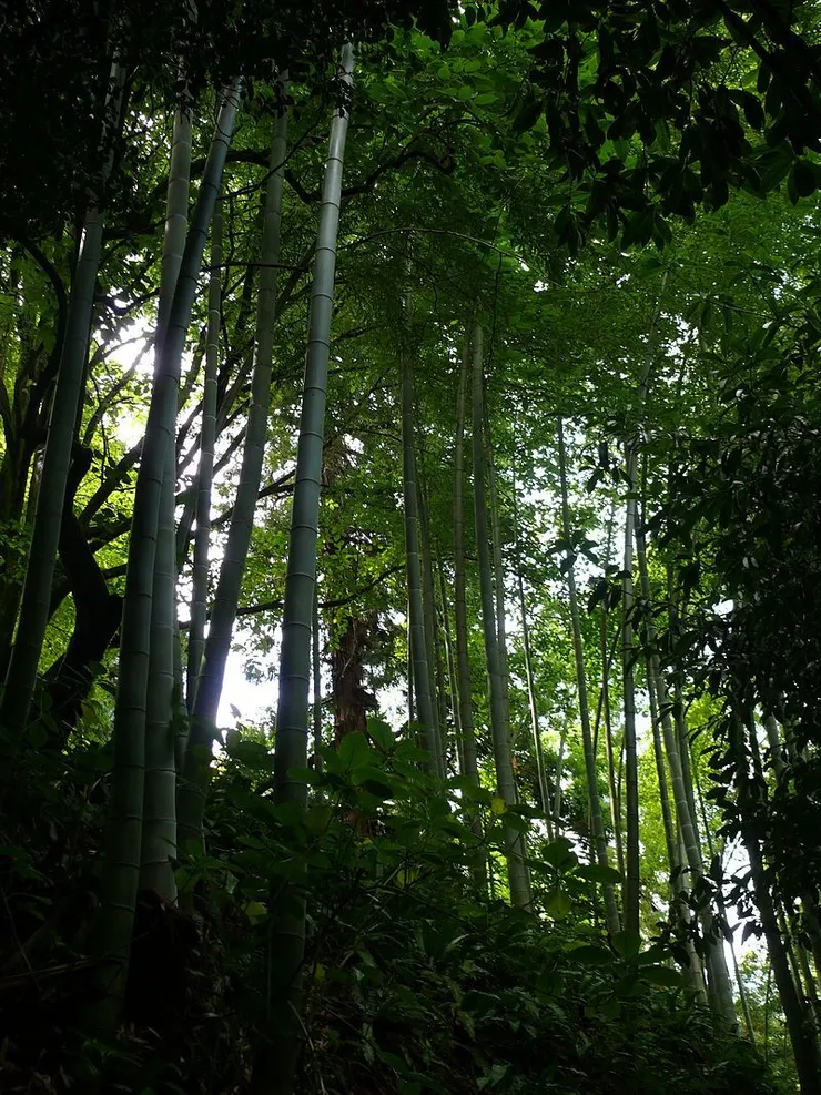 竹(Bamboo)