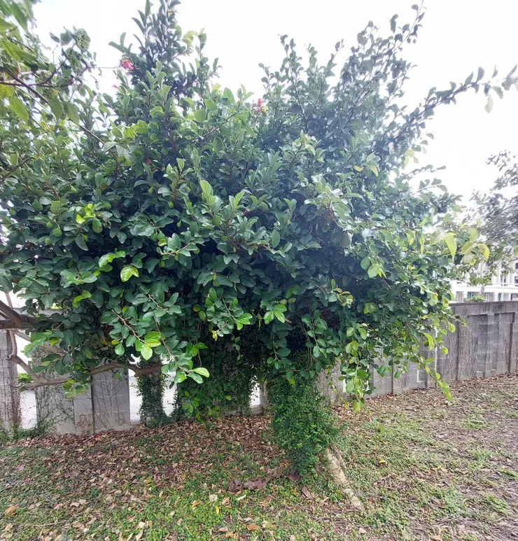 這株薜荔不知把甚麼樹木纏縛得氣若游絲，徹底的鳩佔鵲巢。