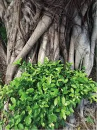 越大的樹，越茂盛的葉