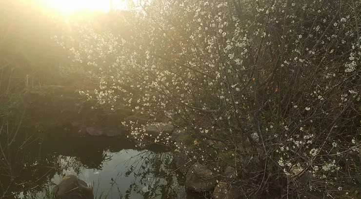 家中的梅樹 10歲不到，離「疏影橫斜水清淺」的境界尚遠，惟暗香浮動，伴隨氤氳的花光瀰漫成迷離的晚照。