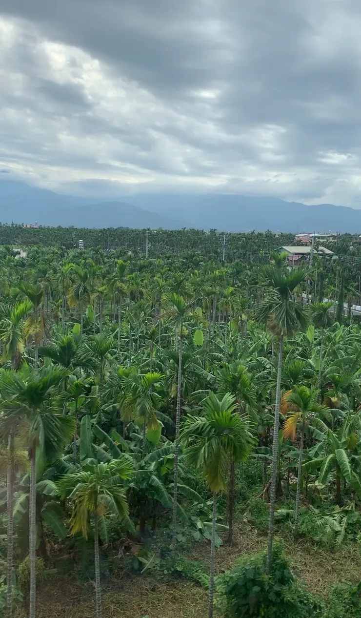 屏東地區大面積種植檳榔林，形成獨特景觀