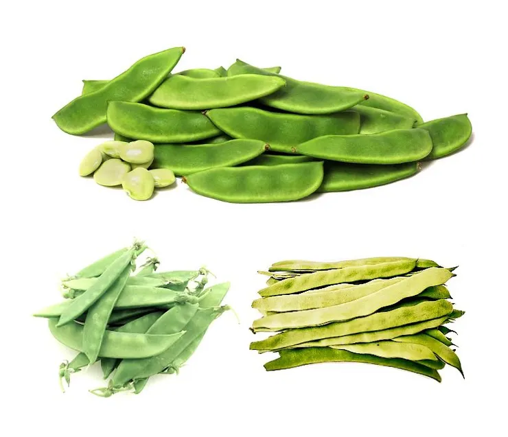 【附圖.2：幾種扁豆的影像】