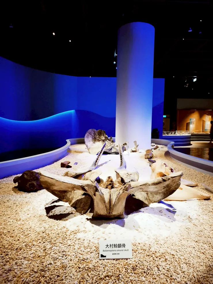 大村鯨顱骨