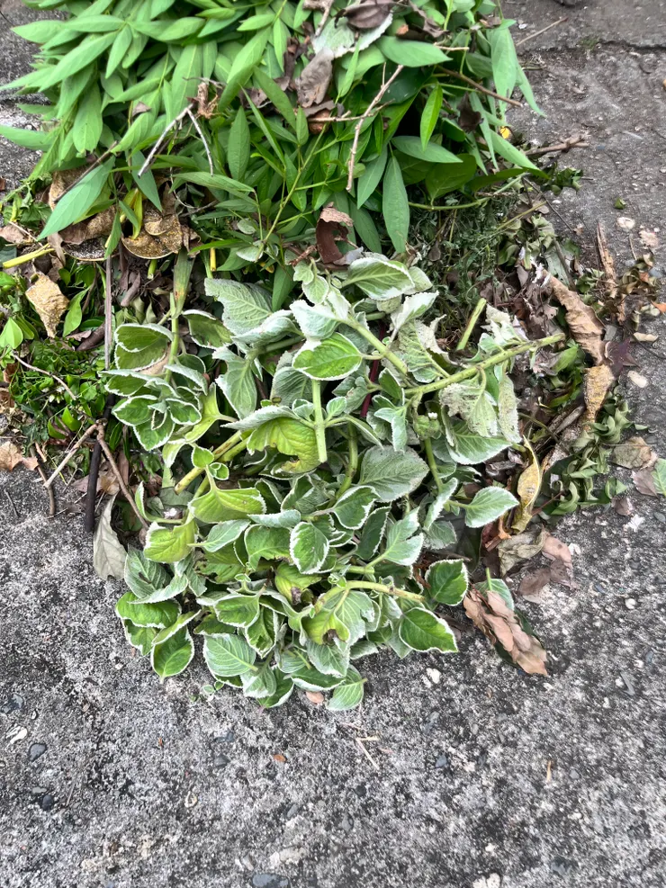 修剪左手香，氣味濃郁。一部分拿去扦插繁殖。