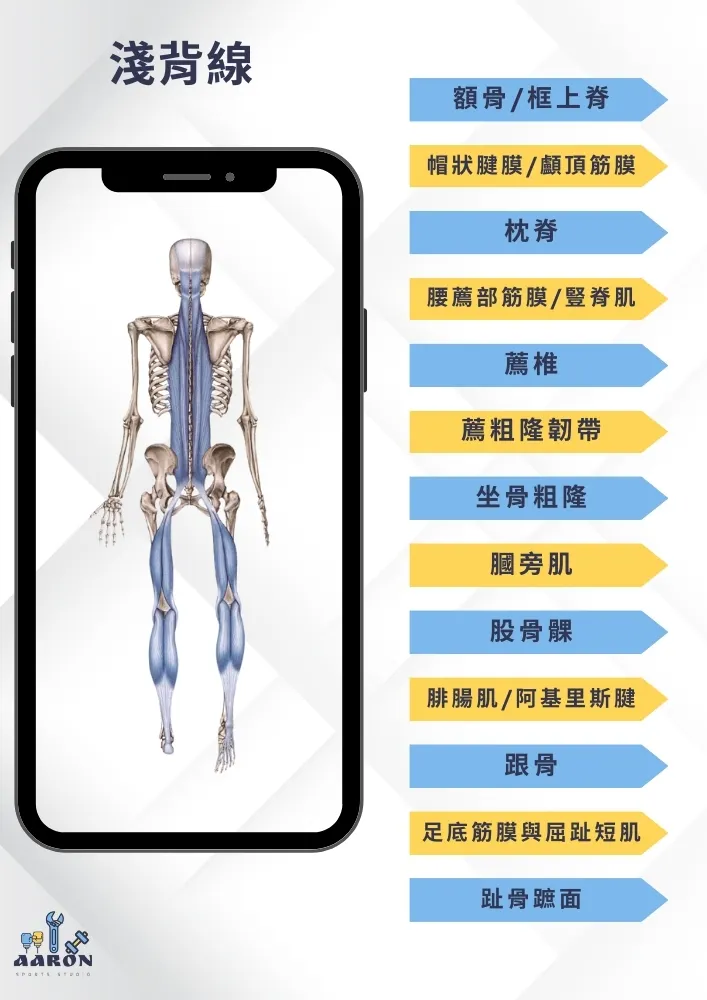 肌筋膜軌道與骨骼車站2