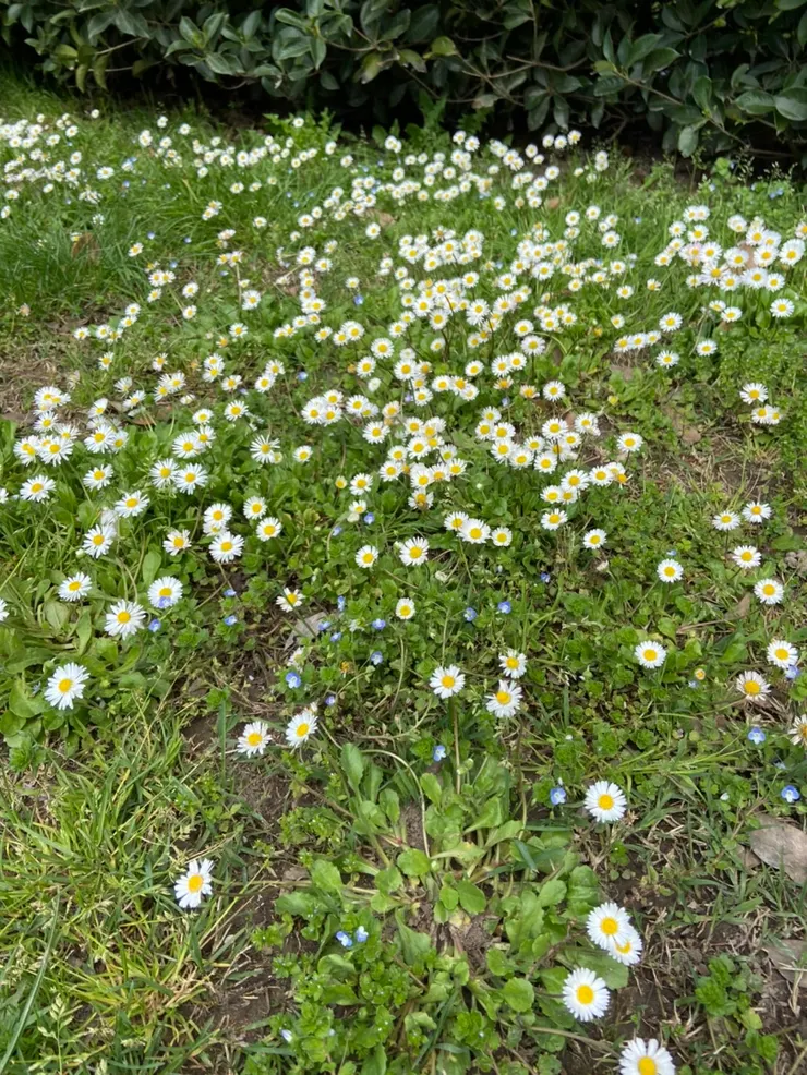 在路邊拾獲的春天一景