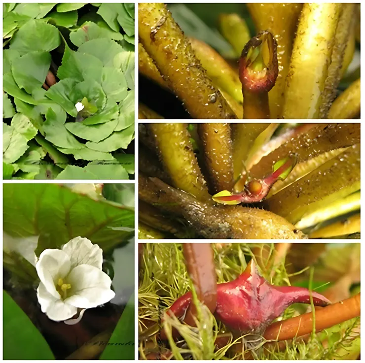 菱角發育圖。菱花凋謝後轉於葉下水中結為紫紅色菱形果實。