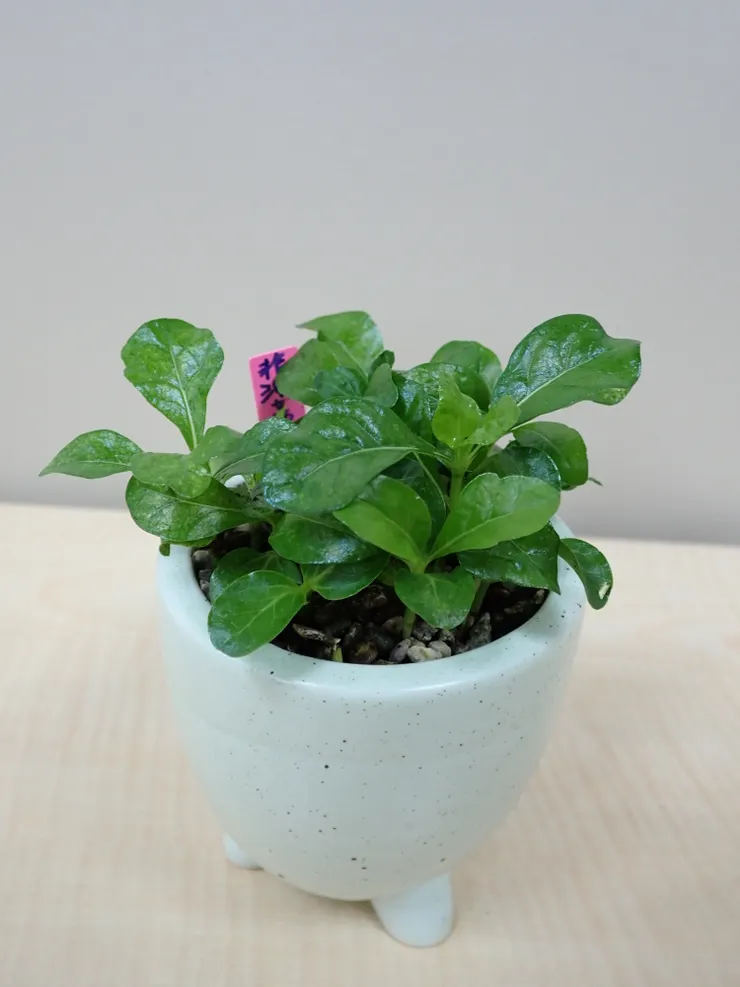 新莊農會114.05.05