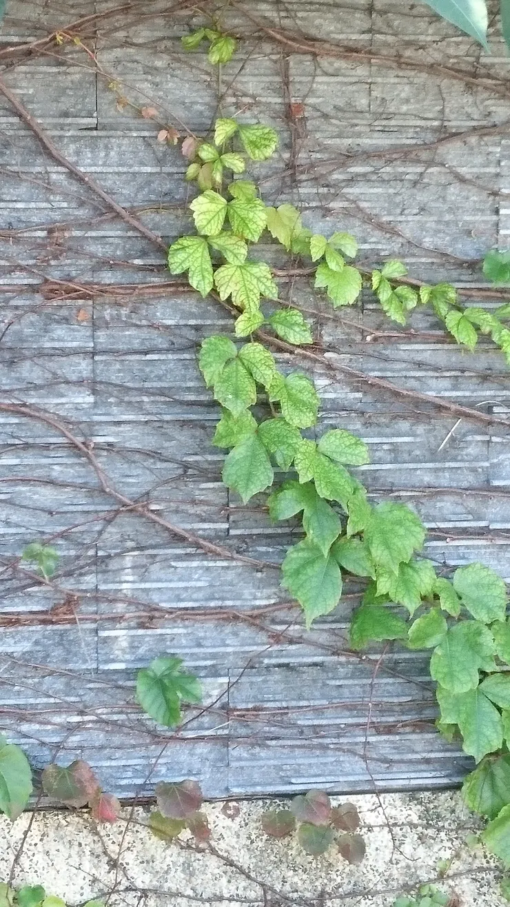 成為對方陣營的一部份!但別忘了某些東西!!