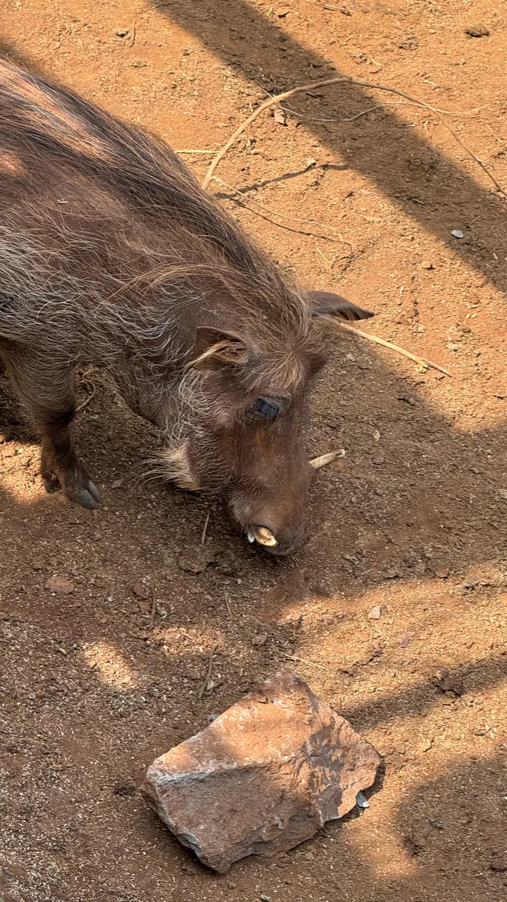 澎澎(疣豬) 有夠大隻，伙食很好