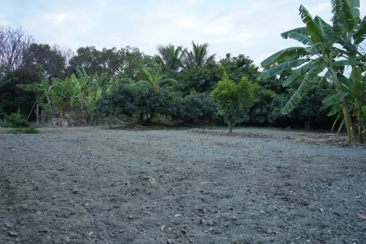 預計要種植澳洲茶樹的土地