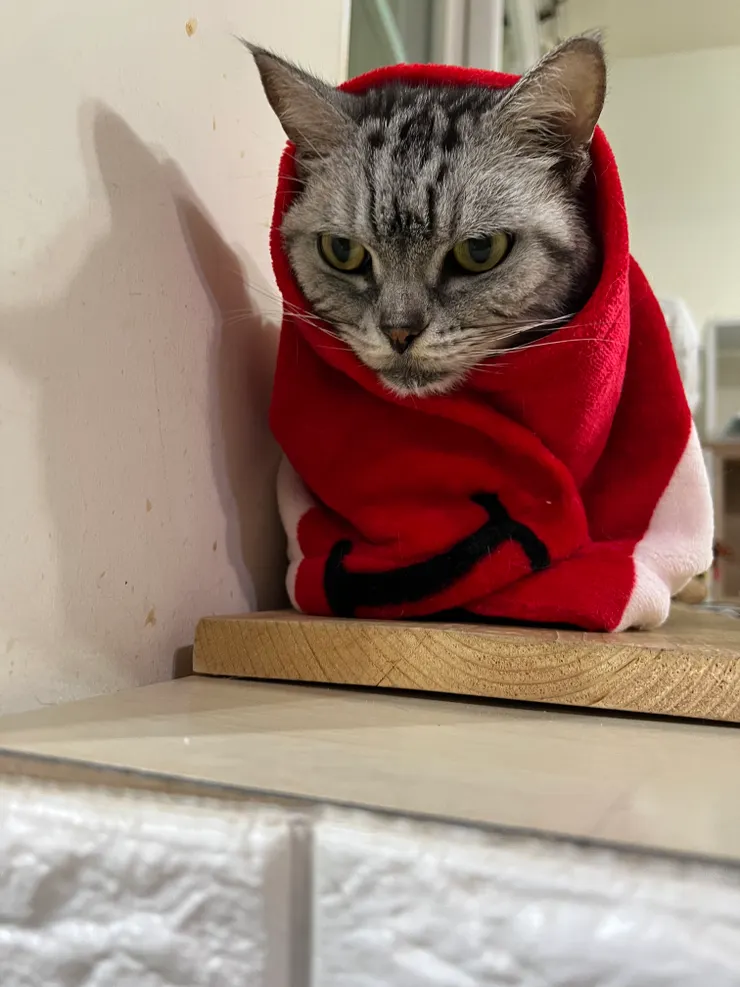 有如小紅帽的肥咪 