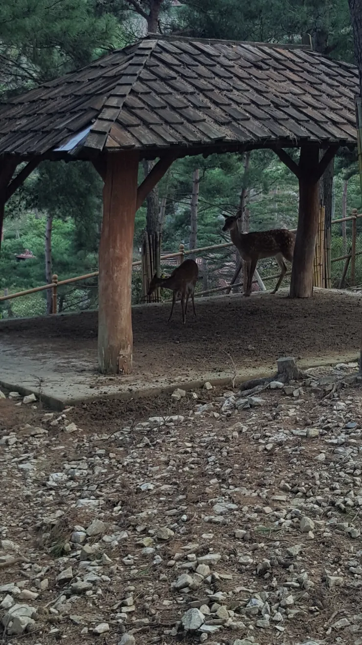 鹿牧場