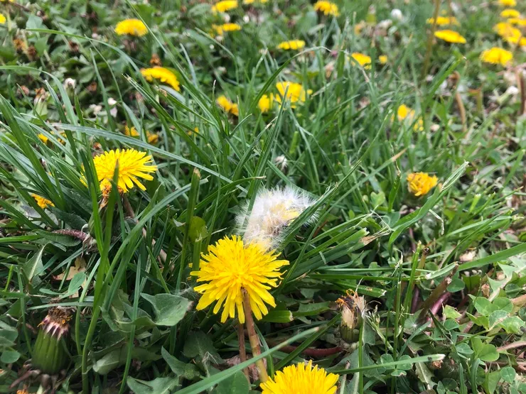 作者攝於 2023 年春｜住家附近長出一大片蒲公英，黃色小花在絨毛種子前盛開，充滿活力的氣息。（原創作品，請勿擅自使用或轉載。）