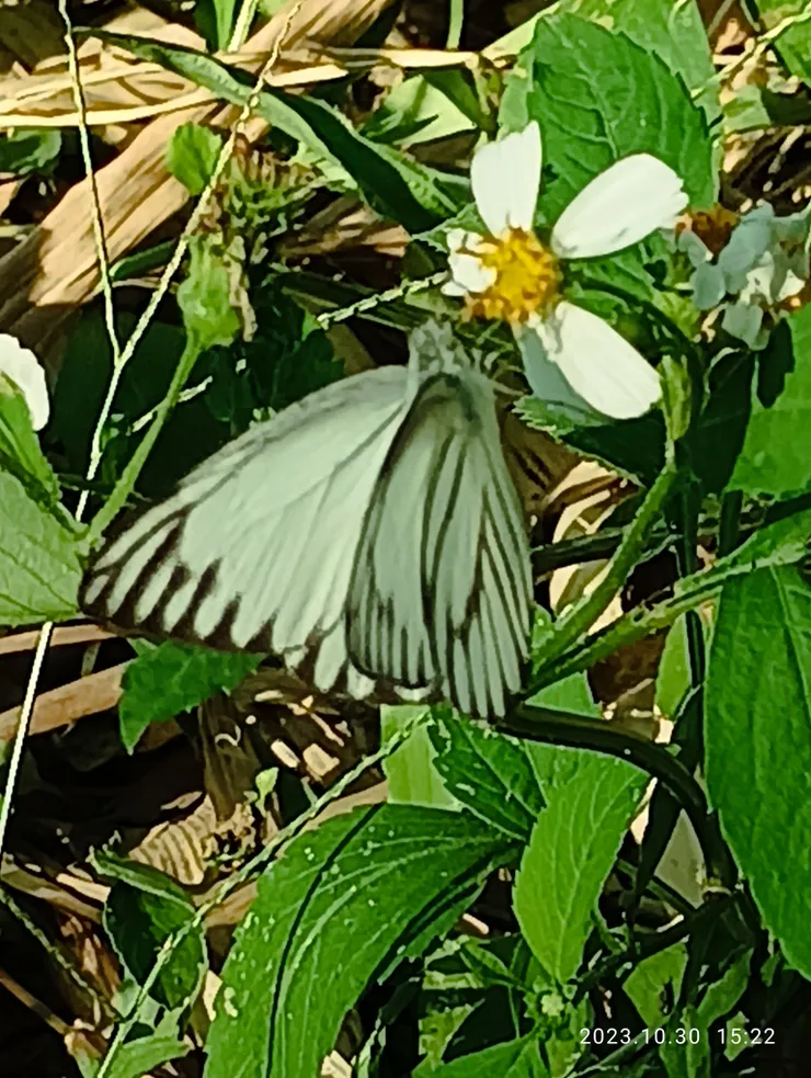 斑粉蝶蜜食咸豐花，自拍攝，日期如照片上
