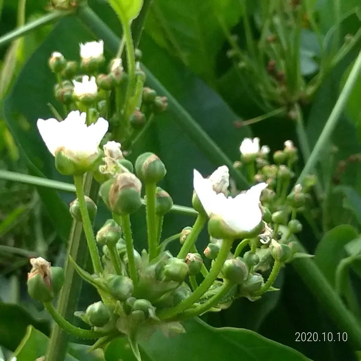 綠萌花開，更也愛上，自拍