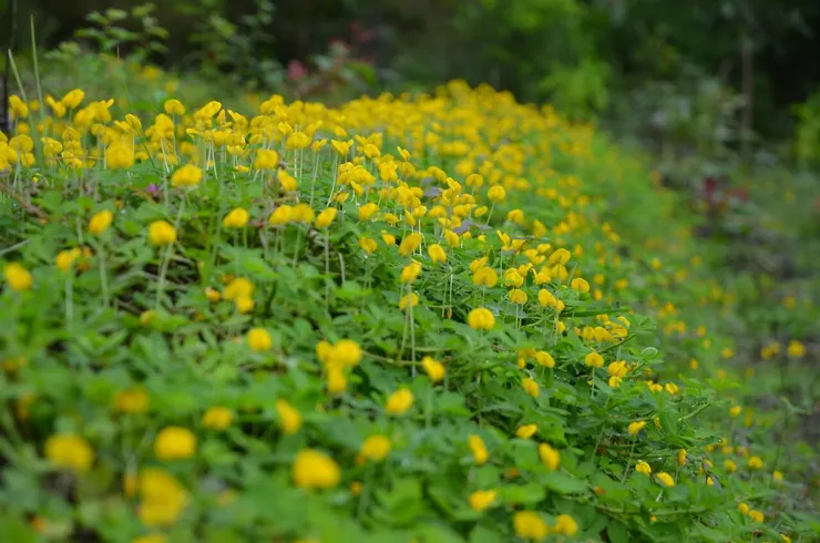 好看的蔓花生花海