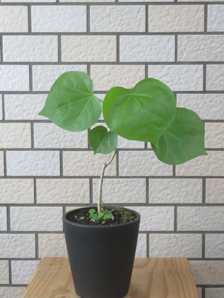 新店崇光社大113.05.22