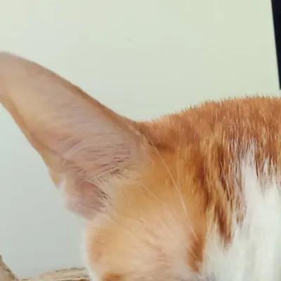 我與貍奴躺陽臺