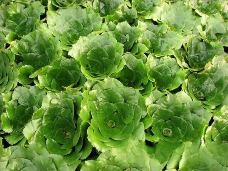 曾做為鹿草重要農特產的菱角田,是入秋時節最美麗的風景,一簇簇蓮座狀的菱葉,就像朵朵綻放在水面的綠蓮,濃綠得沁人心脾。