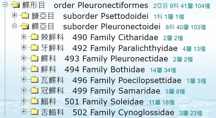 比目魚是這些「鰈形目」魚類的通稱。(擷取自台灣魚類資料庫)
