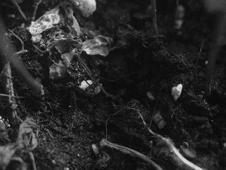 Usambara Violet (2020)