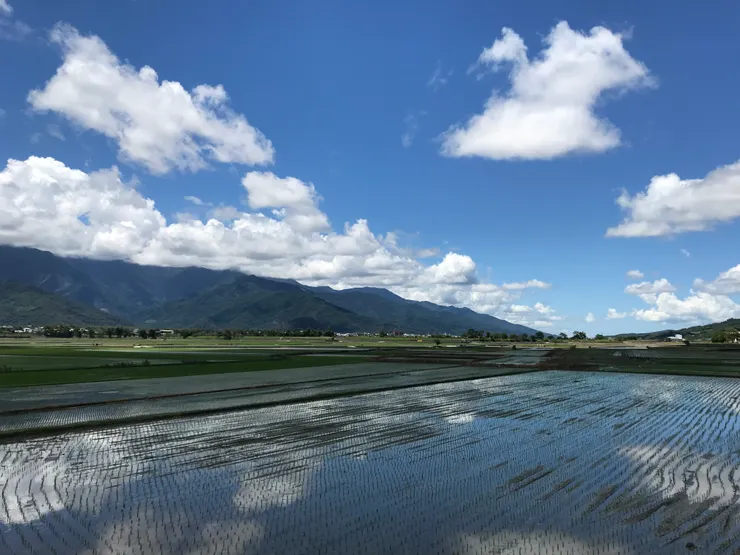 倒映雲朵的水田