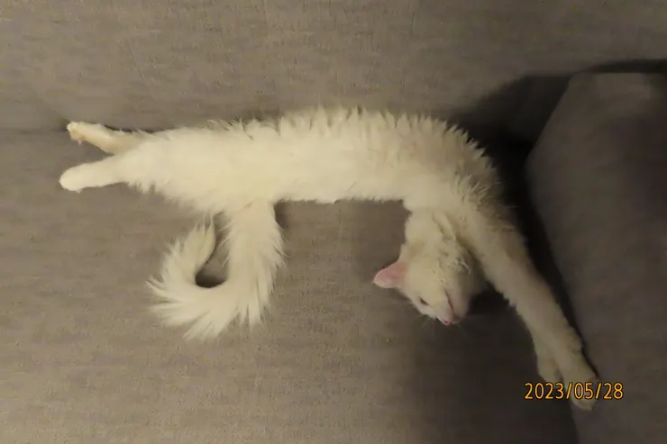 圖一: 這隻 Van 貓優雅地伸懶腰。
