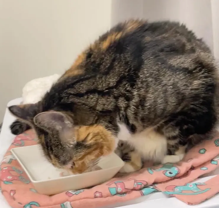 長照照護腎貓冬冬，開心吃著喜歡的肉泥罐，能吃就是福！