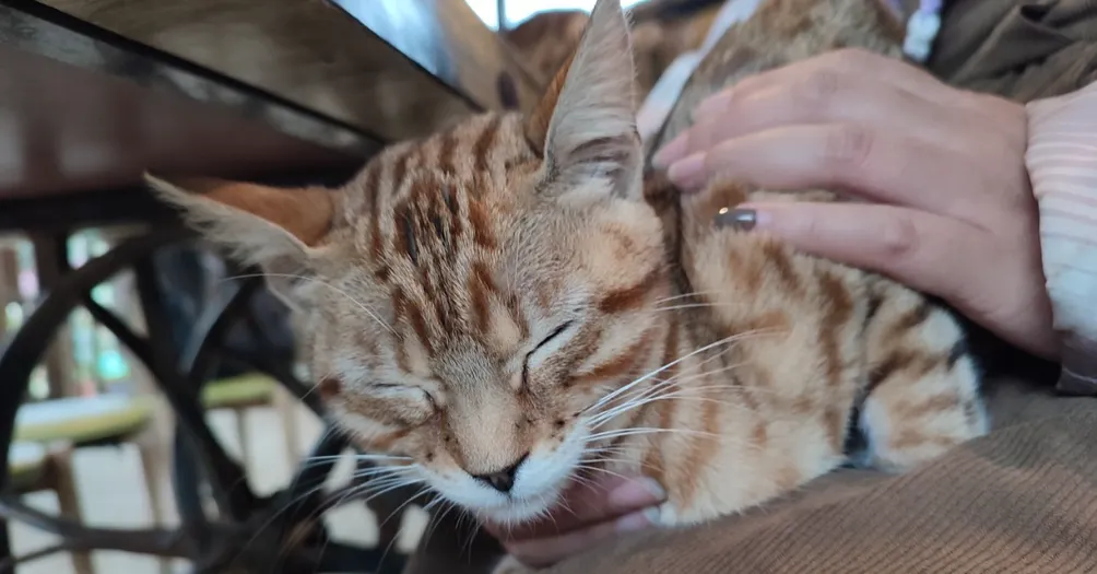 關妍妍｜分享喜愛的事物