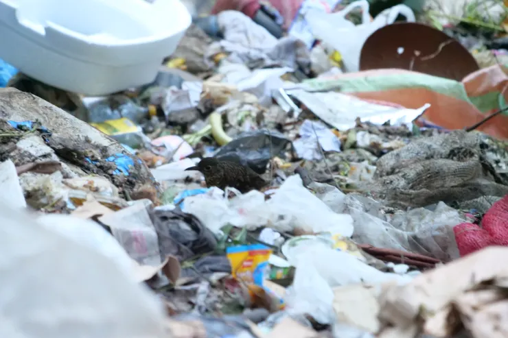 鶇啊鶇，爲什麽你們都愛在垃圾堆？