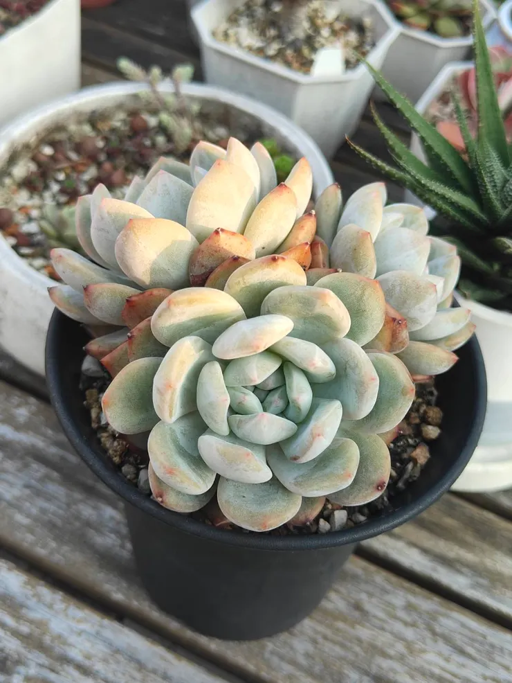 我只能說北部真的冬季太愛下雨了，橙夢露居然沒有夏天顯色...