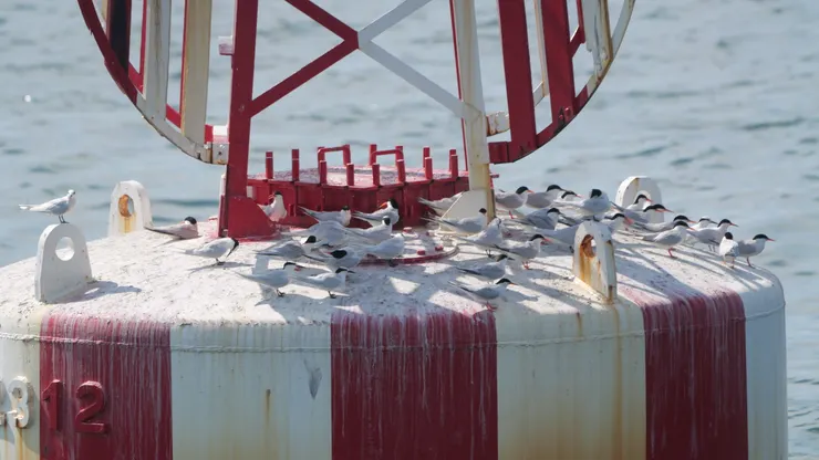 浮標上站了許多燕鷗