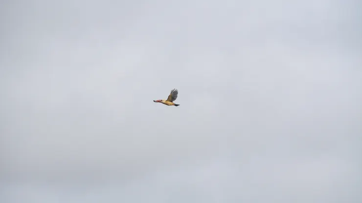 鸛嘴翡翠 Stork-billed kingfisher