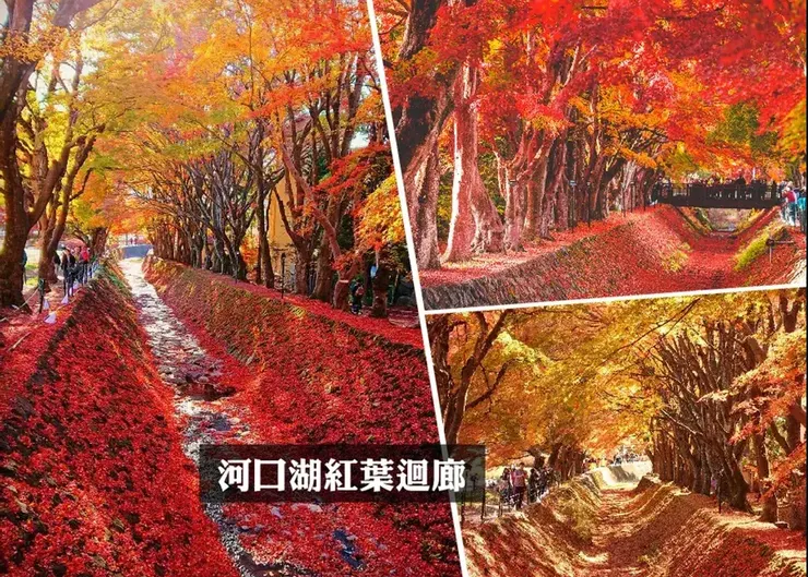 日本賞楓團旅景點推薦：富士山河口湖
