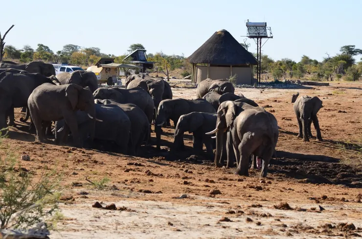 大象營地每天都在搶水喝