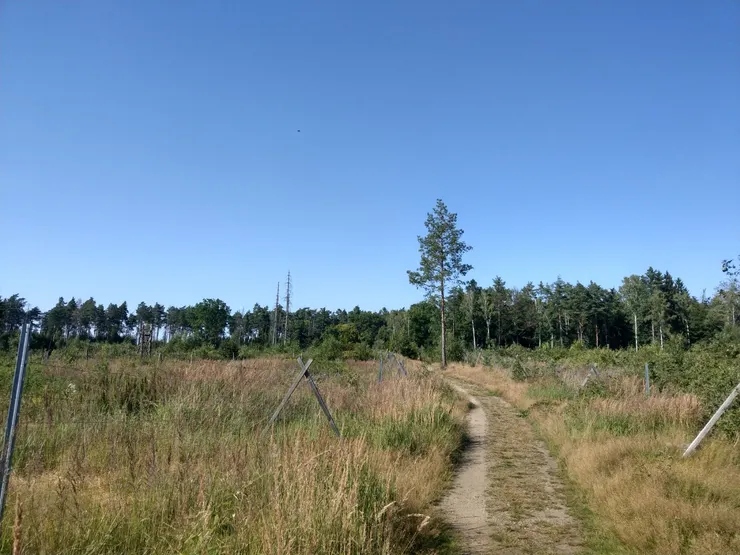 兩邊圍籬內是新樹苗種植區