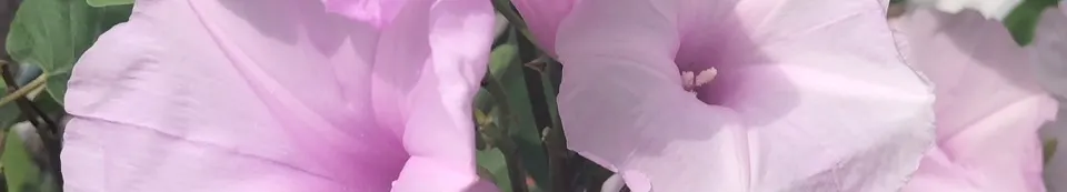 ~房阿罵.房阿瑪~appraiser~的沙龍