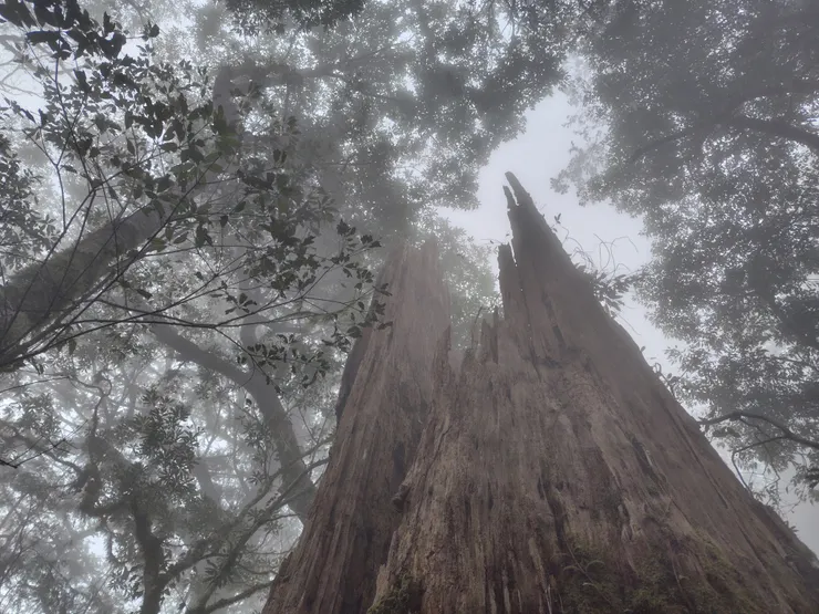 SHARP AQUOS sense8在傍晚的雲霧之間拍攝的大殘幹