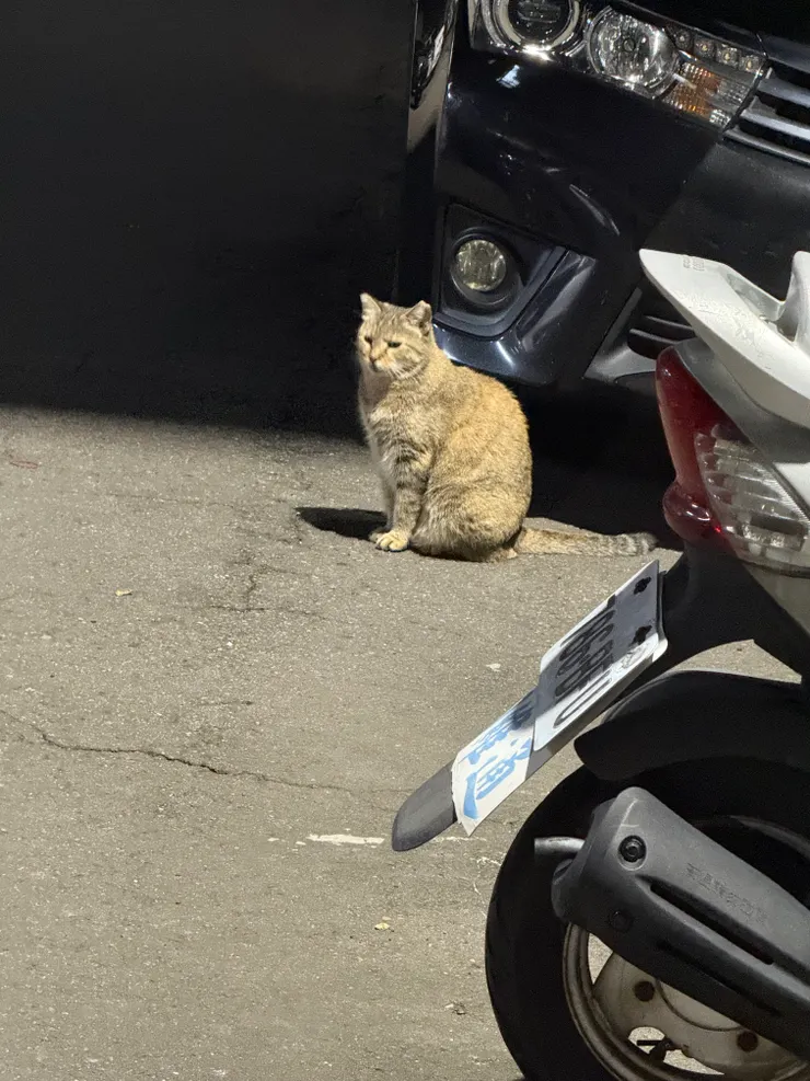 2025/12/16 路上看到的貓貓