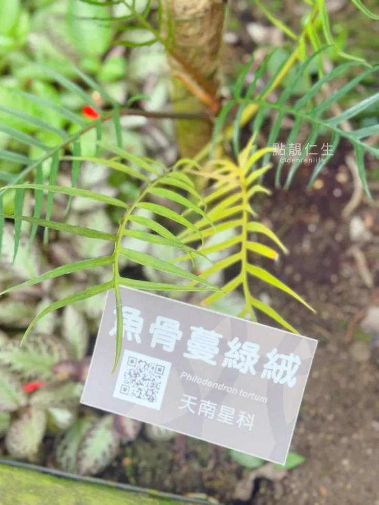 台北典藏植物園｜魚骨蔓綠絨