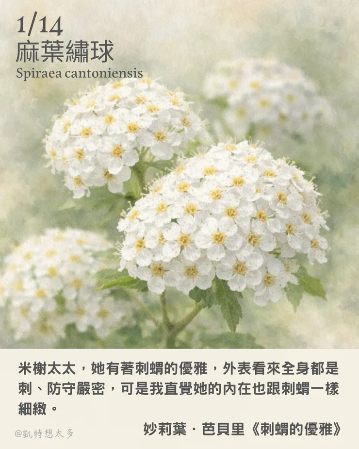 《一日一花・一句》｜1 月 14 日｜伯利恆之星 × 妙莉葉．芭貝里《刺蝟的優雅》