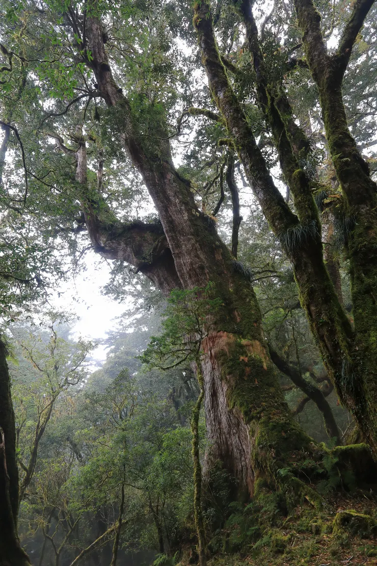 紅鬼湖東方的檜木林