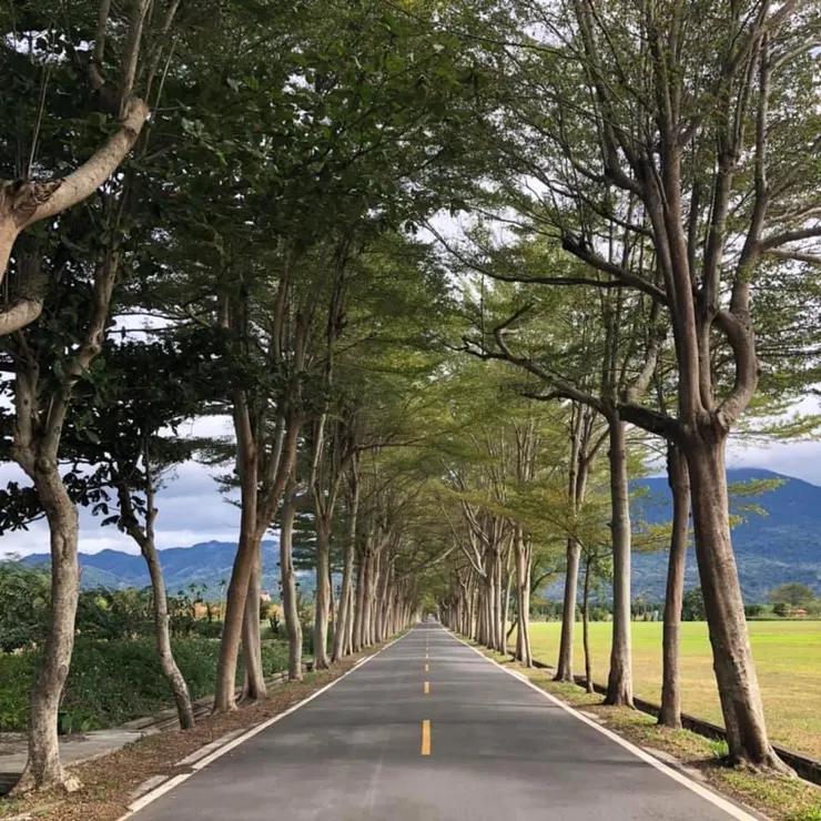 兩側的樹木遮陰 有時會看到許多遊客駐足停下拍照