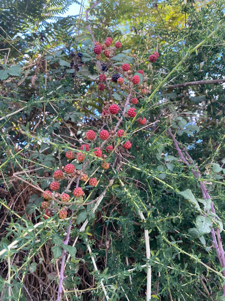 只有美味的野莓讓我提神