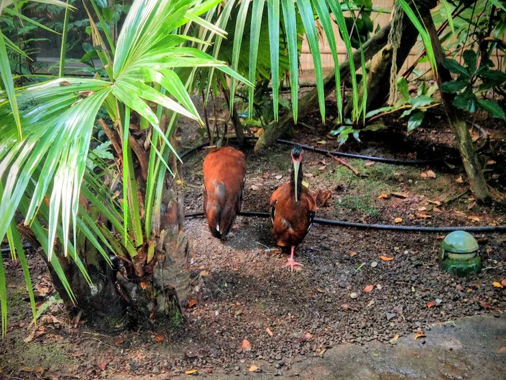 部分採野放方式，可與人互動