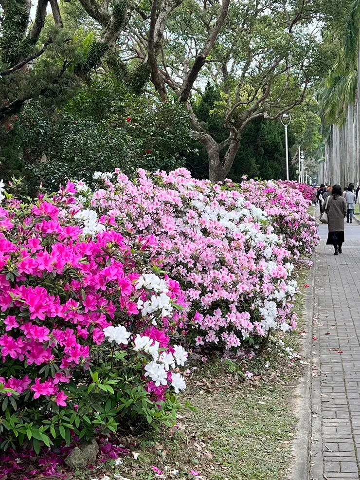 每年三月，台大校園花團景簇的杜鵑花節。
