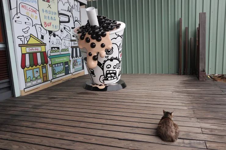 在珍珠奶茶旁休息的浪貓