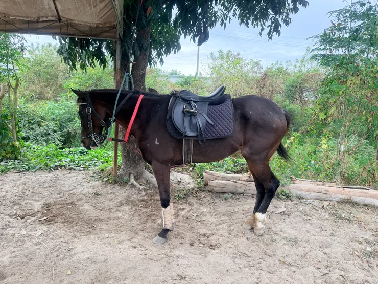 黑馬（看起來很兇）