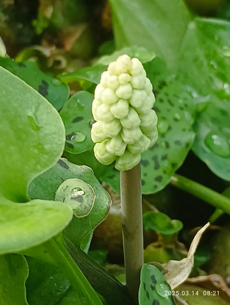 油點百合花正開，自拍攝